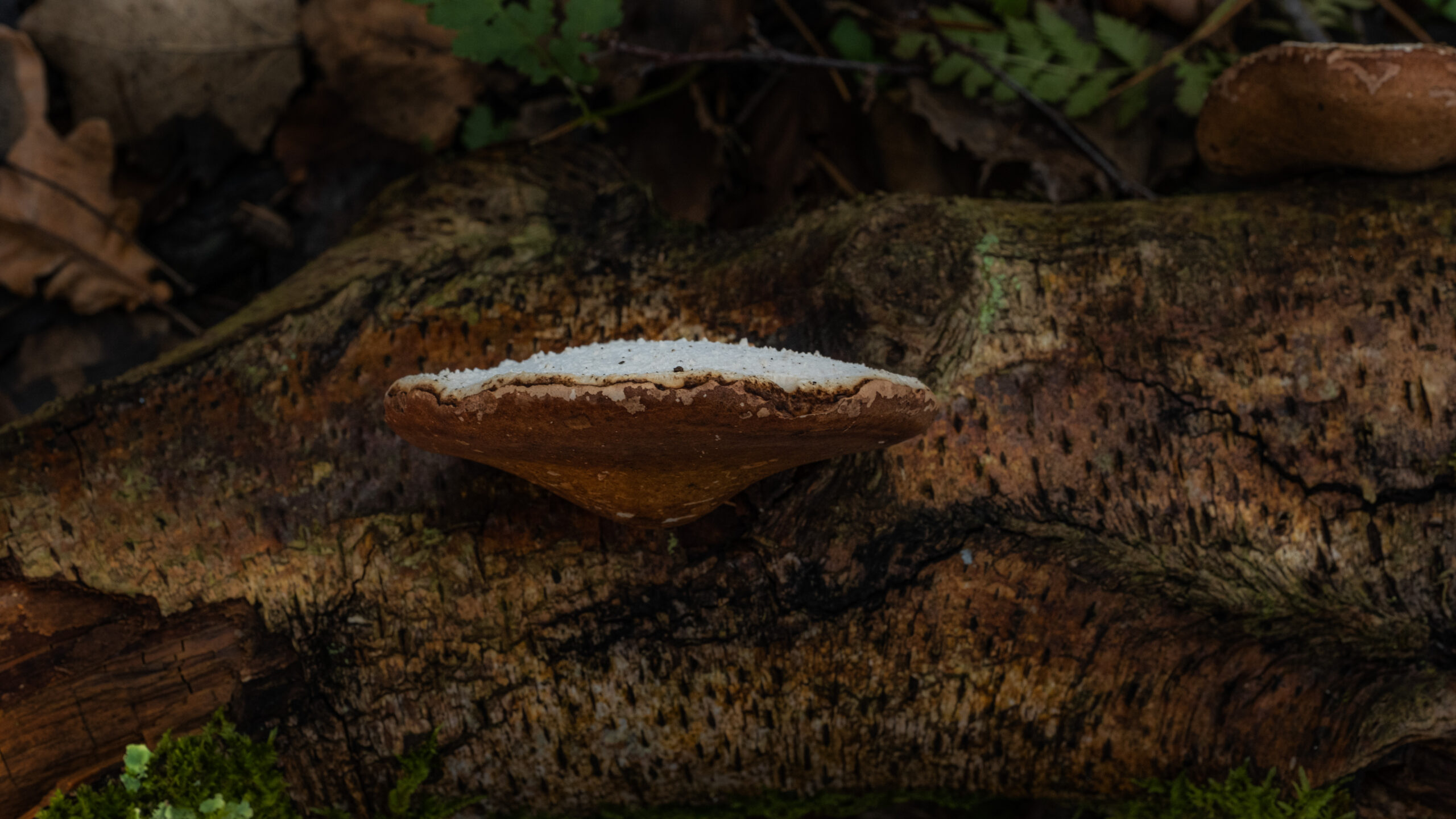 Wild Weekend - Medicinal Mushrooms - 42 Acres